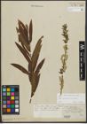 Foto von Salix purpurea L. x Salix viminalis L.